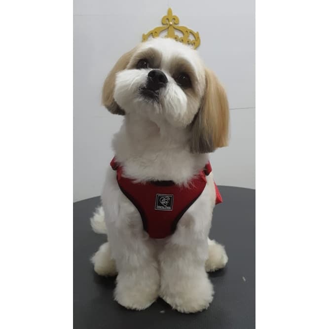 Kit Coleira Peitoral com Guia e Cinto de Segurança - Seguro e Confortável - Nacional