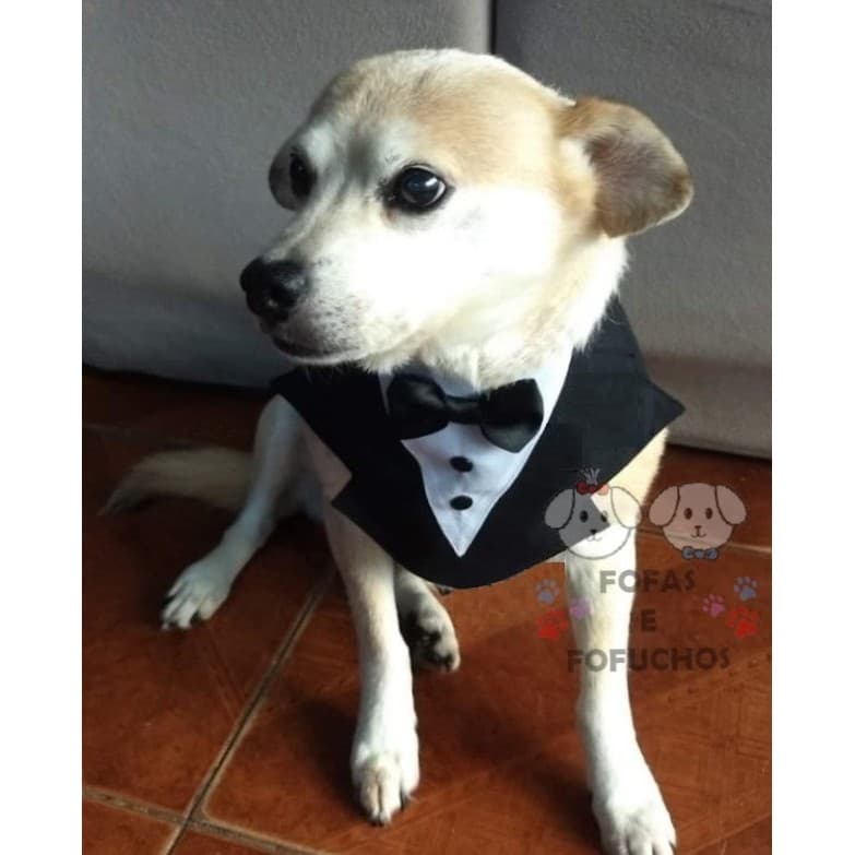 terninho pet, roupa pet casamento