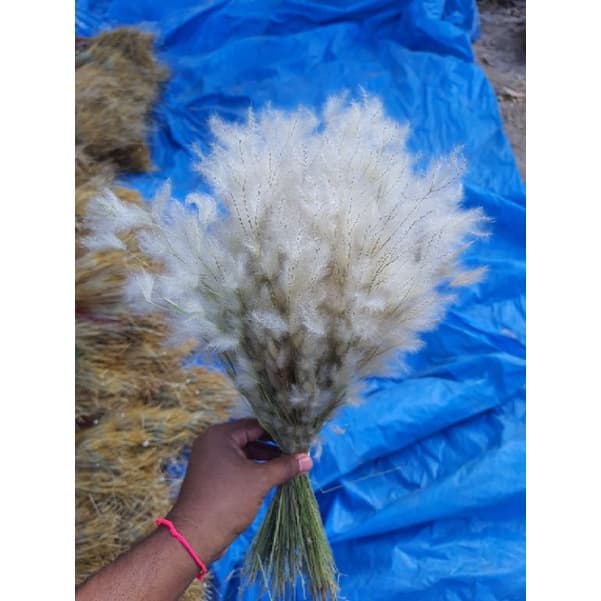 Mini Capim dos Pampas , kit com 10 / 4/ 2/ 1 buquês , Plumas brancas desidratado