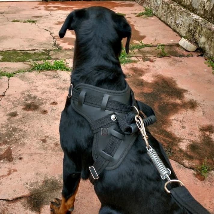 OFERTA ! Peitoral Coleira para Cachorro em couro sintético com alça + Guia com amortecedor Pet Pitbull Pastor Rottweiler