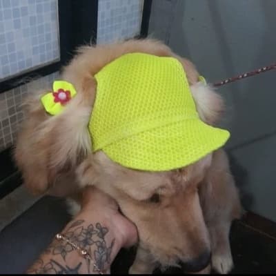 PET  PROMOÇÃO RELÂMPAGO Boné para Pets para Cães - Bone pet - Cachorro e gato - macho e fêmea