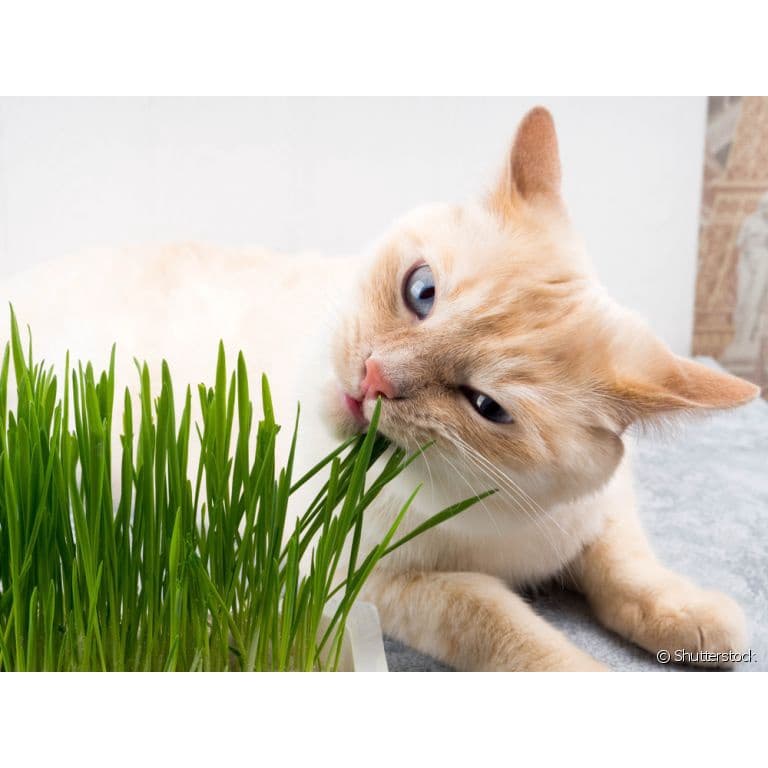 Sementes / Grama para gatos/pet 30 sementes