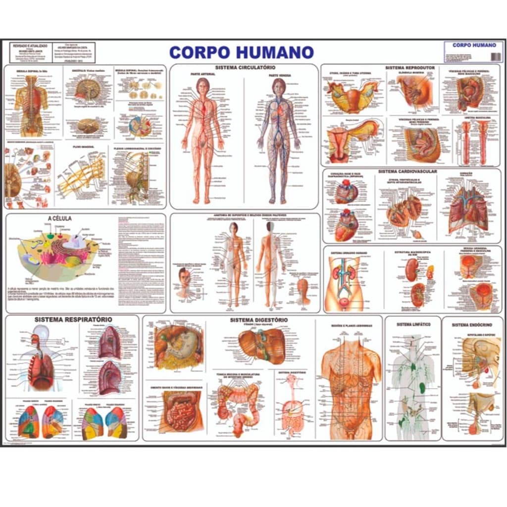 Corpo Humano Poster Mapa Anatomia Partes Corpo Medicina