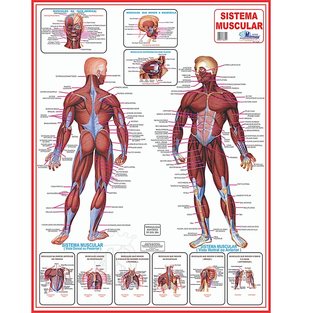 Mapa Sistema Muscular Corpo Humano Medicina Anatomia Poster