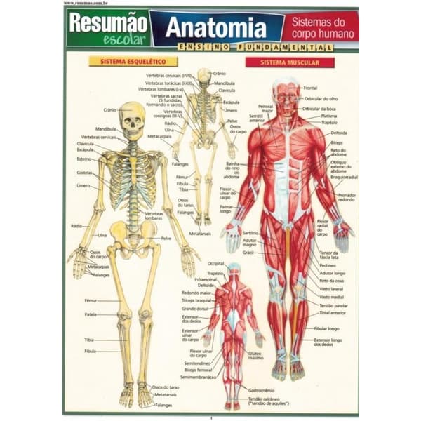 Livro - Resumao - Anatomia - Sistemas Do Corpo Humano