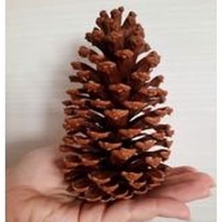 Pinha Natural para Roedores 5 unidades / Gerbil, chinchila, topolinos, rato e twister.