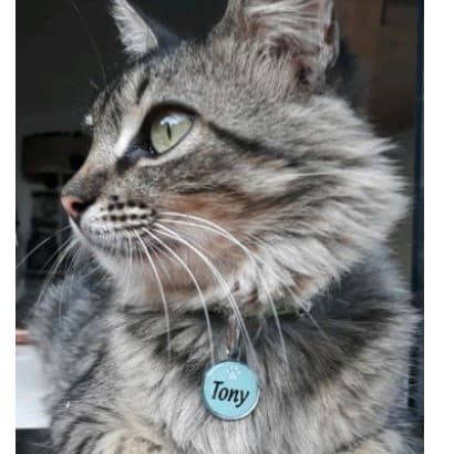 Identificação Pingente para Gatos e Cachorros Redonda Mini com nome e telefone