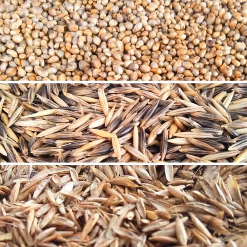 Sementes de Grama Graminha para Pets Aveia, Milheto e Azeven para Pets Cães e Gatos 50g 100g