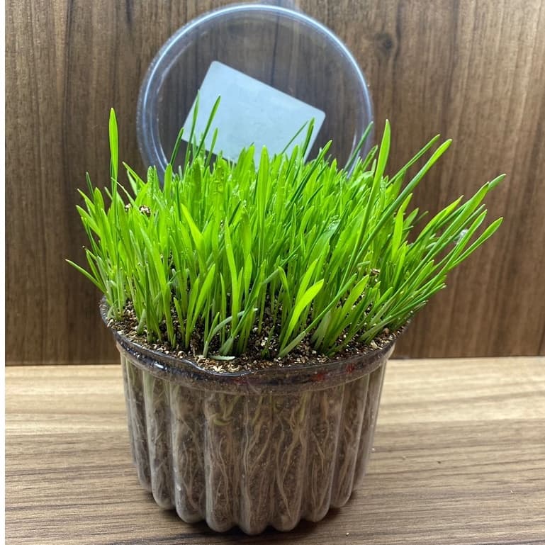 Grama para gato Graminha para gatos (SEMENTE 150G)