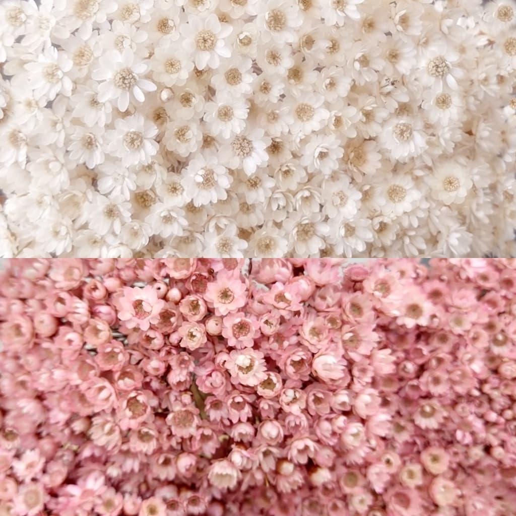 2 Maços de Sempre vivas Flores desidratadas Decoração Festa Casamento arranjos de mesa