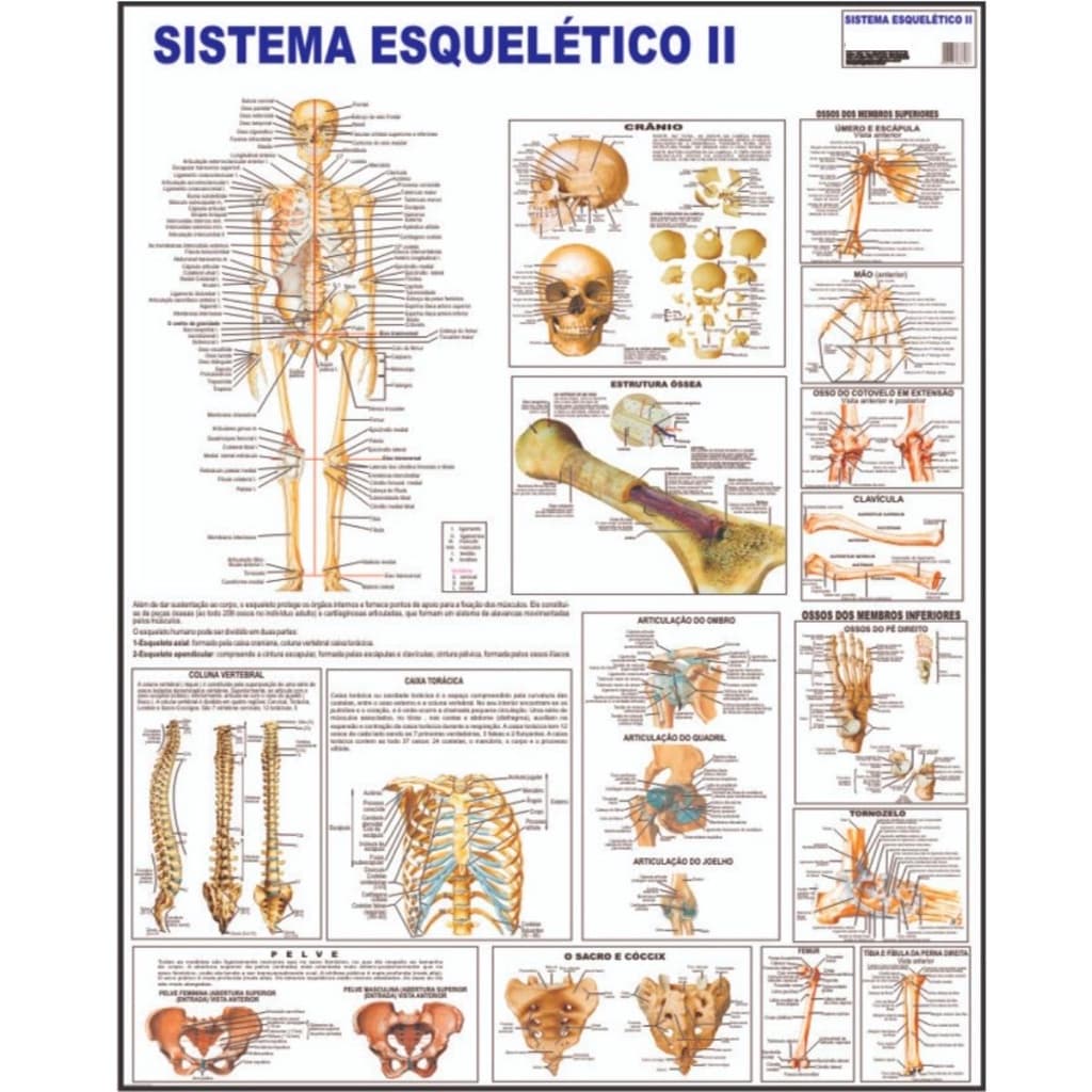 Sistema Esquelético 2 Osseo Poster Mapa Anatomia Corpo Humano Medicina Dobrado