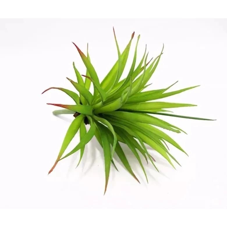 Suculenta De Planta Pequeno Artificial Para Decoração enfeite muito linda