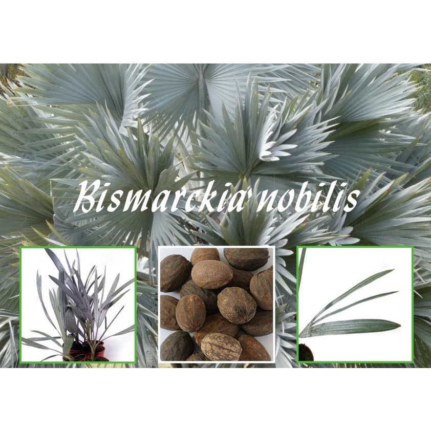6 Sementes Palmeira Azul Bismarckia Nobilis Para Mudas + Brinde