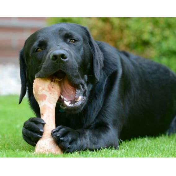 Petisco PET Osso Fêmur Desidratado 100% Natural Defumado Para Cães Adestrador