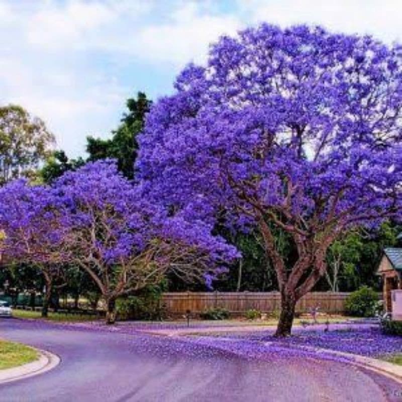 Sementes Jacarandá Mimoso