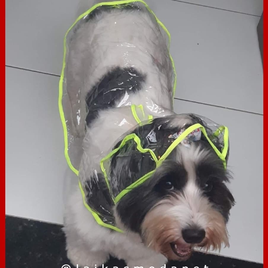 Capa de chuva Pet Transparente para Pet de vários tamanhos. várias cores cachorro ou gato