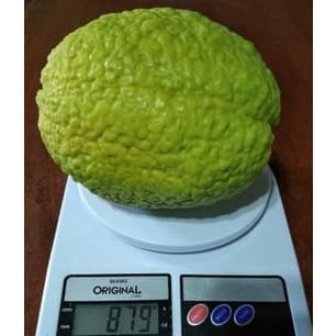 20 Sementes goiaba tailandesa gigante