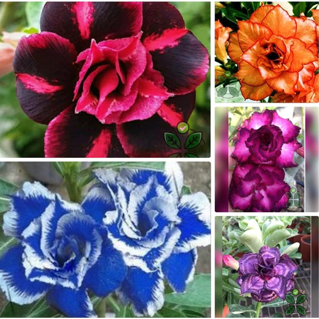 Rosa do deserto cores variadas /10 sementes