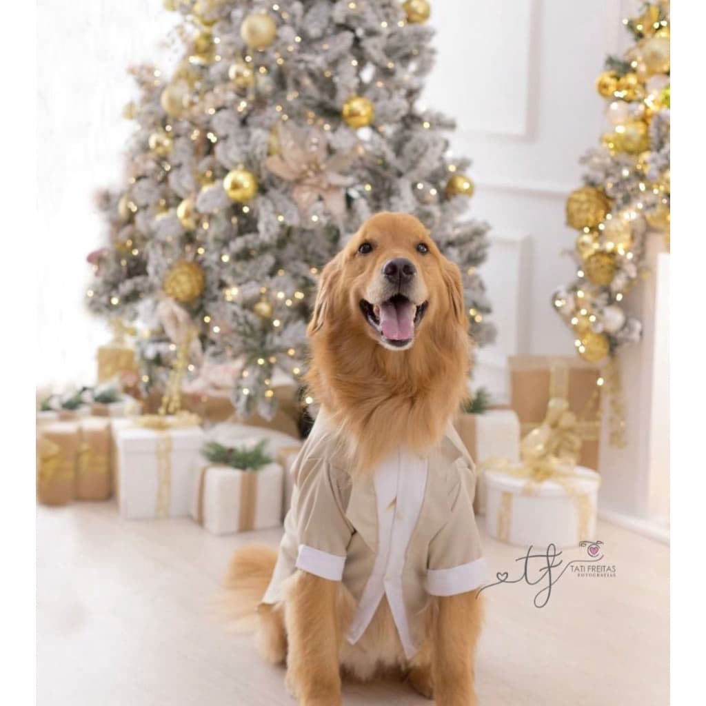 Terno Pet casamento sob medida MANDAR MEDIDAS NO CHAT!