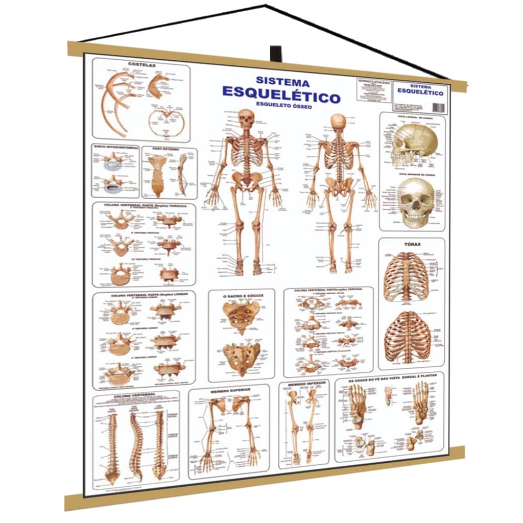Sistema Esquelético Ósseo 1 Banner Poster Mapa Corpo Humano Anatomia Medicina