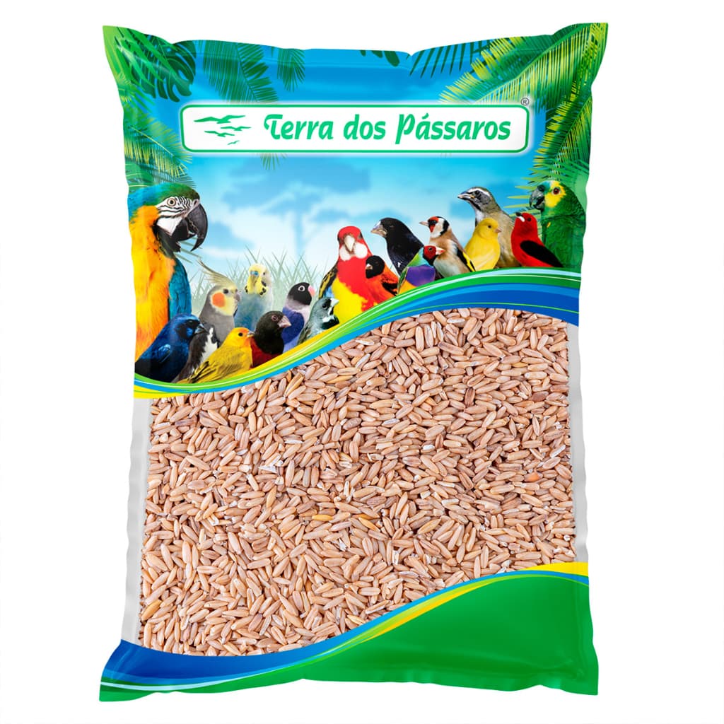 Aveia Sem Casca para Pássaros - 500g - Escolha a quantidade