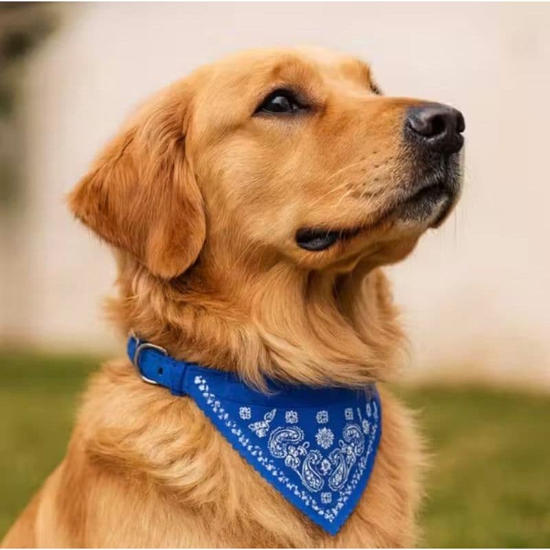 Coleira Bandana Cães e Gatos M - Ajustavel, Confortável e Reforçada Para Passeio