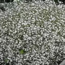 100 Sementes Gypsophila Elegans / Mosquitinho Branco
