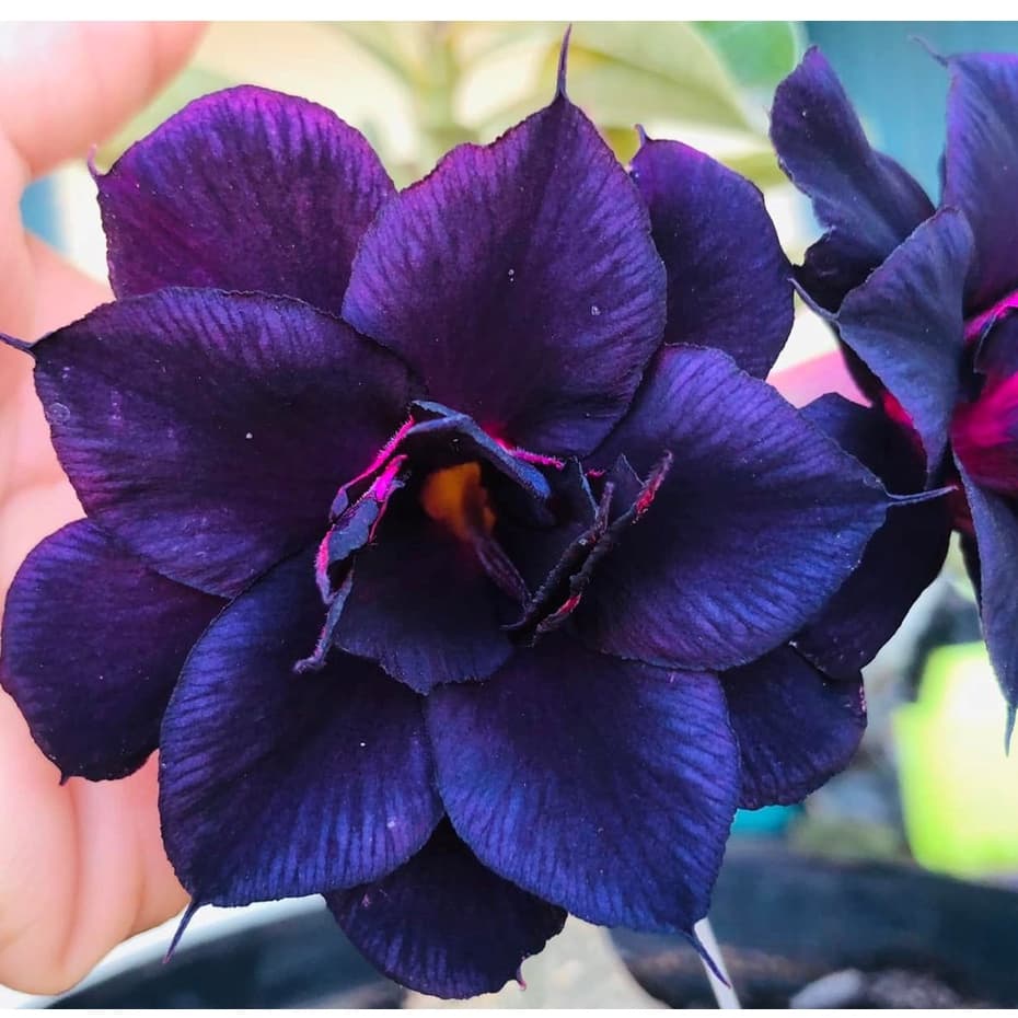 Rosa do deserto dama da noite 5 sementes