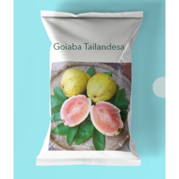 Sementes de goiaba gigante tailandesa