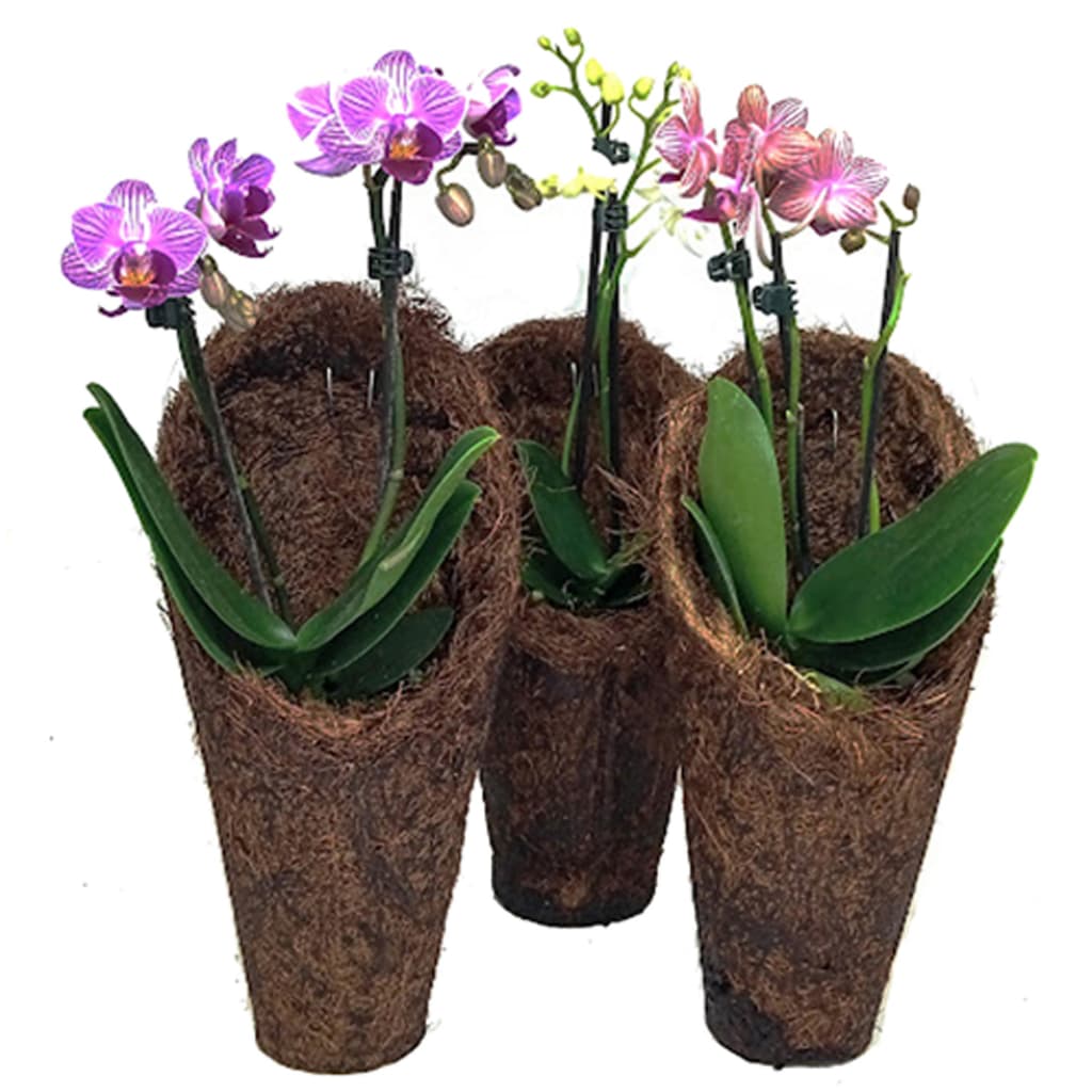 KIT 3 CACHEPOT DE FIBRA DE COCO modelo CONE CONCHA M Excelente para Orquídeas