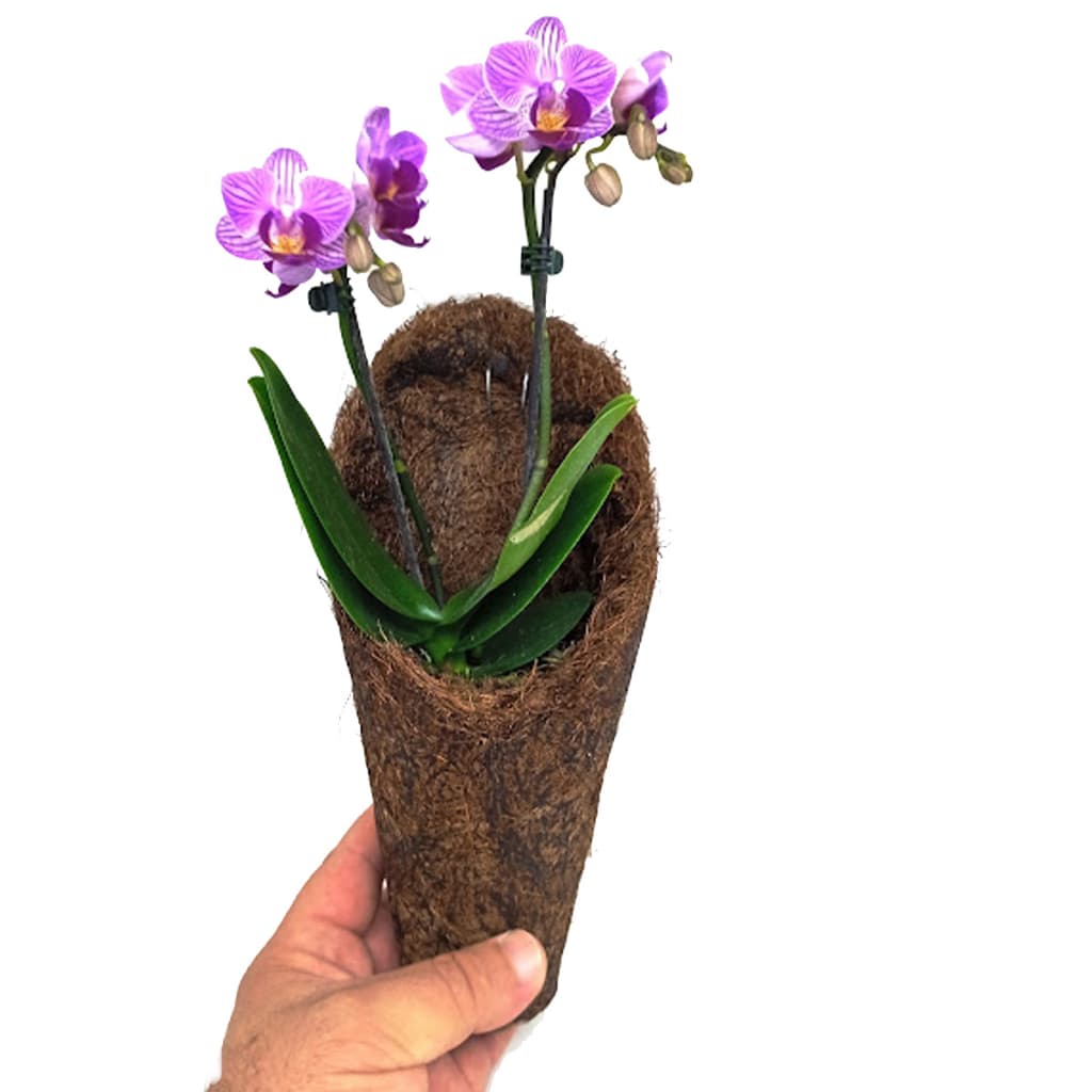 CACHEPOT FIBRA DE COCO CONE CONCHA M Excelente para orquídeas, bromélias entre outras.