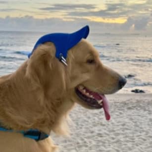 Boné para Pets para Cães - Bone pet Shop- Cachorro e gato - macho e fêmea Banho e tosa Chapeu chapéu