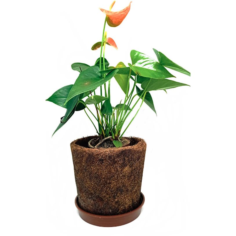 KIT 1 VASO FIBRA DE COCO BARATO modelo cone + Prato (Para Orquideas,Bromélia,avencas entre outras)