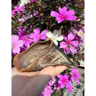 Mordedor Natural Casco Bovino - Paparico - Petisco pet cães