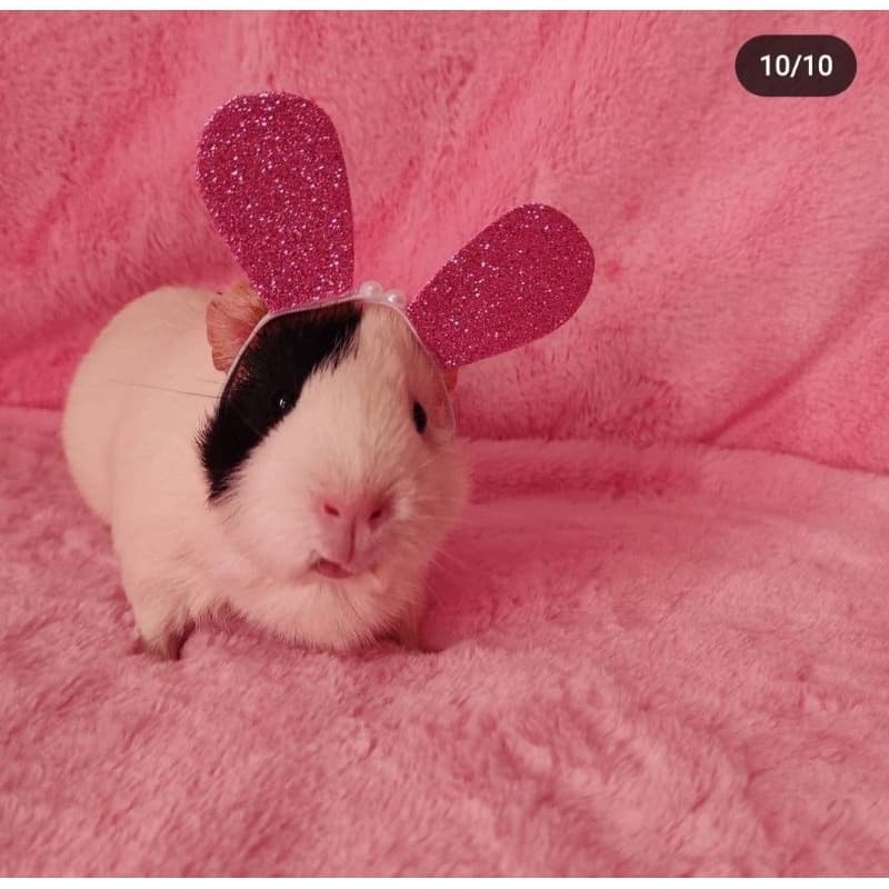 fantasia orelhinhas pet para porquinho da índia, chinchila, sagui, mini coelho,gato, cachorro