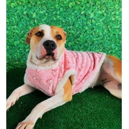 🐶 Capa de Inverno para Cachorro e Gato – Super Confortável e Estilosa! 🐾