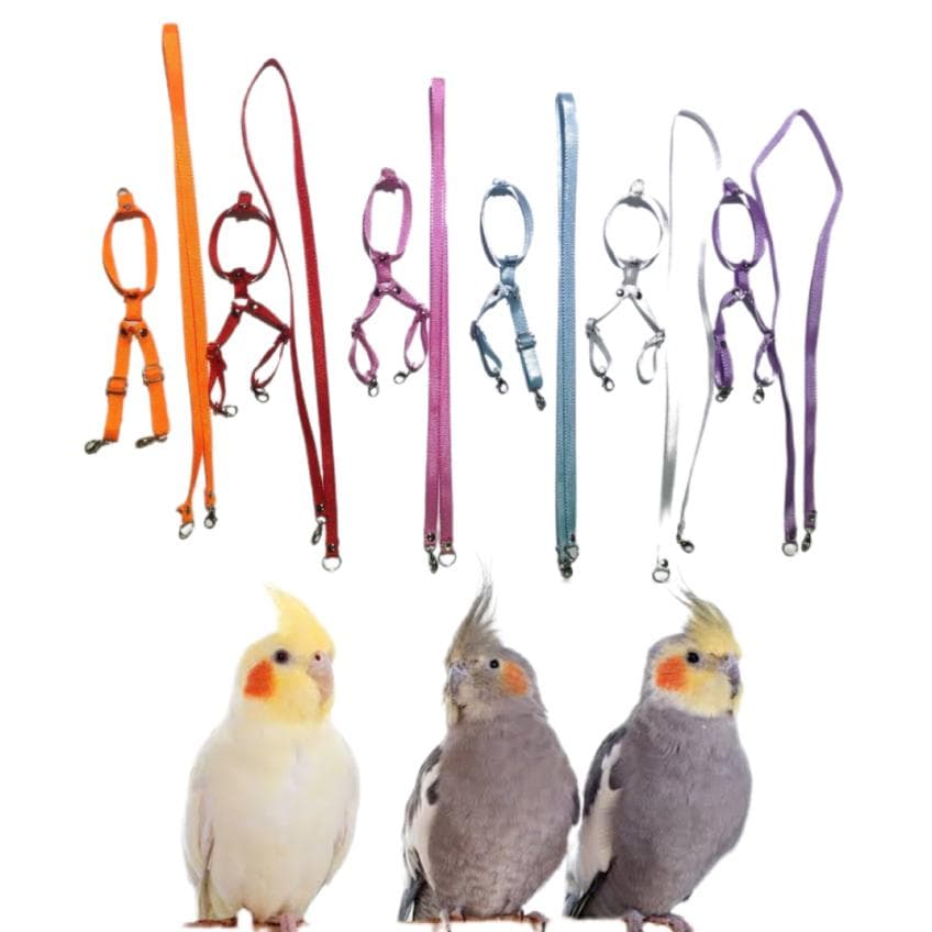 Coleira Guia Peitoral Para Calopsitas