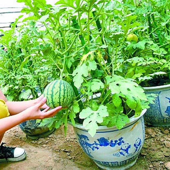 Sementes mini melancia para vasos
