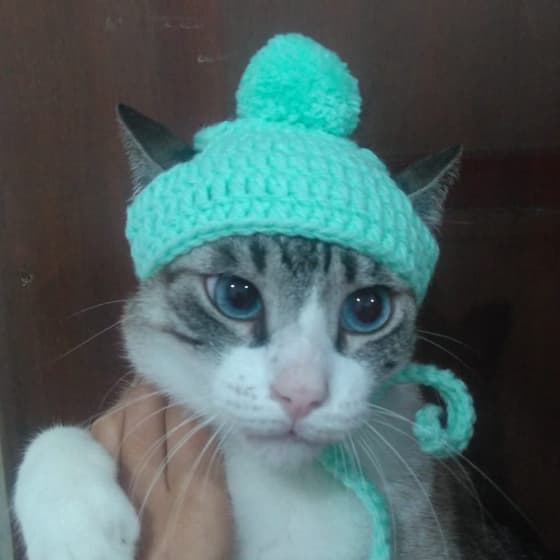 Gorrinho PET - para gatos, filhotes, cães mini - fullcollor