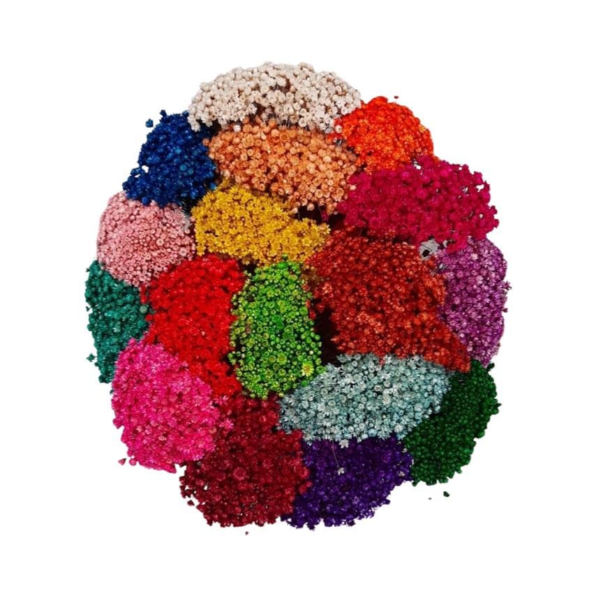 Flor Sempre Viva Mosquitinho Jazida Espeta Nariz Botão Bolinha Botão Chapado