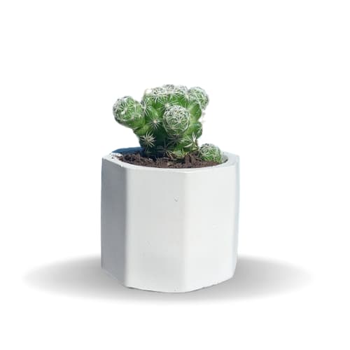 Vaso de Cimento Branco Decorativo Casa Suculenta Porta Velas Lembrancinha