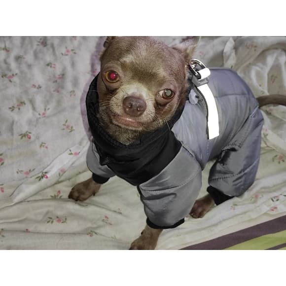 Acessórios para PET Super casaco grosso impermeável para cães