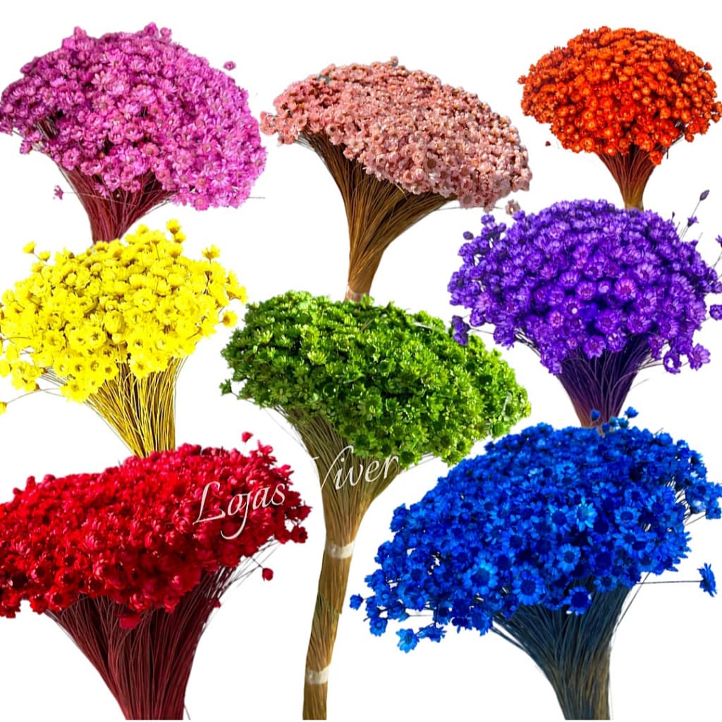 300 Sempre Viva FLORZINHAS Buquê Mosquitinhos.