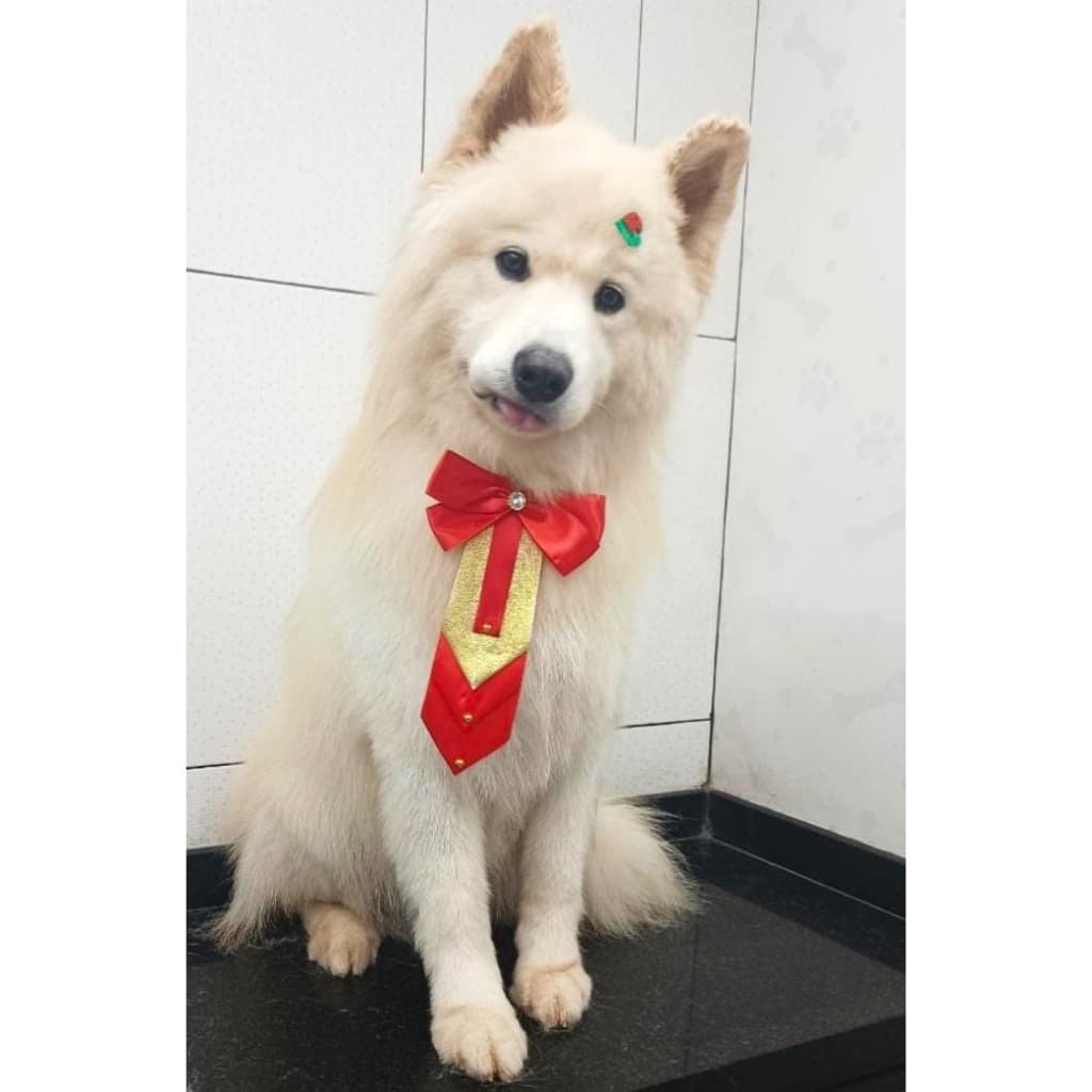 Kit 10 Gravatões G, pet, sortida, macho, cachorro, gato, banho e tosa