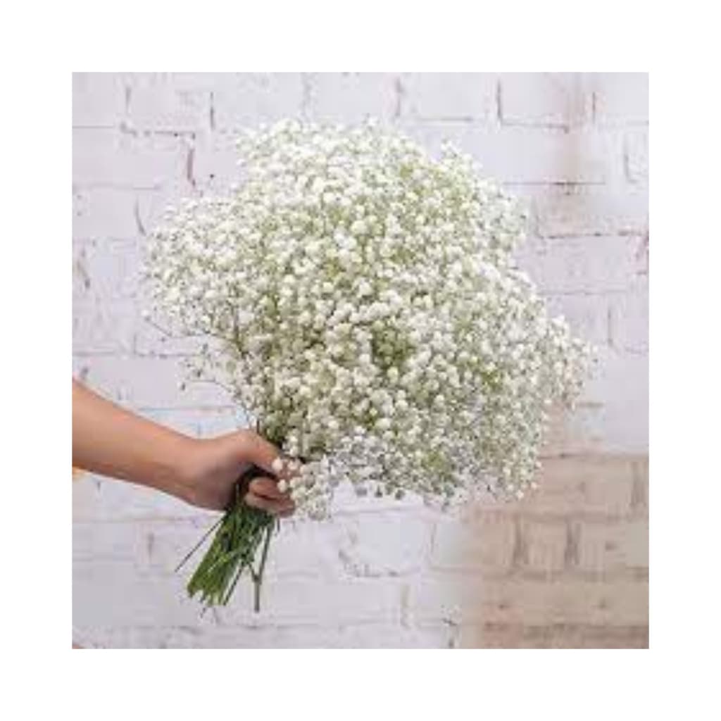 380 SEMENTES PARA PLANTIO DE Flor Gypsofhila Mosquitinho Branco - SEMENTE DE Flor Mosquitinho Branco