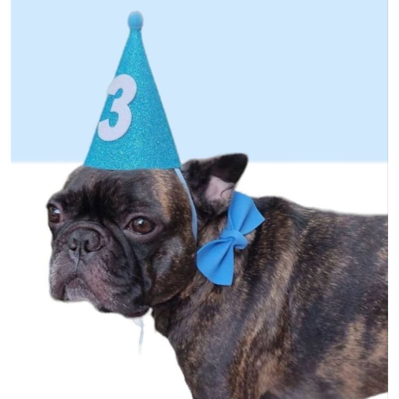 kit festa pet com número personalizado- chapéu e gravata.