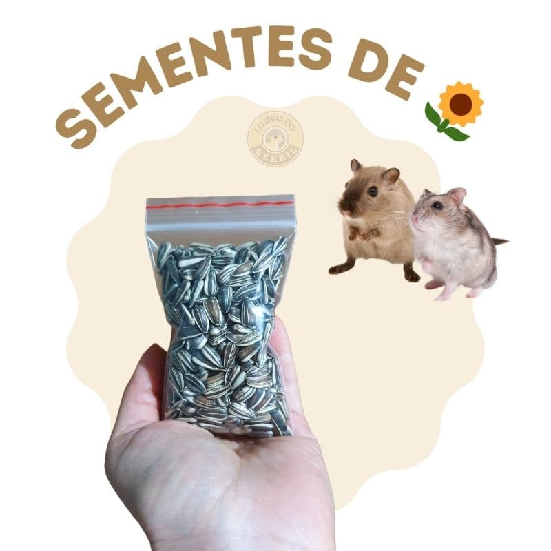 Sementes de Girassol para petisco de pequenos roedores