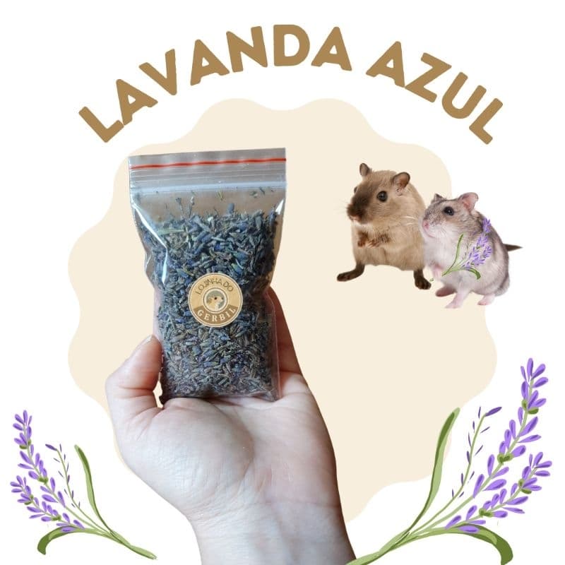 Lavanda Azul / Alfazema Azul desisrata para Enriquecimento Ambietal de Hamster / Gerbis ...