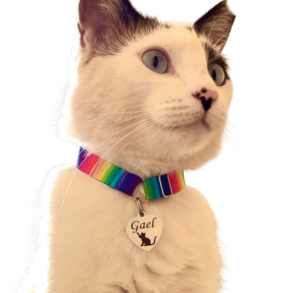 Coleira para gato com pingente personalizada anti enforcamento elástico
