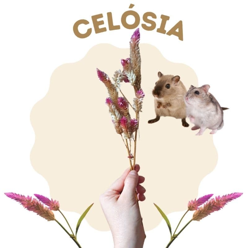 Celósia desidratada para pequenos roedores ( hamster, gerbil, ratos... )